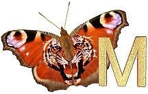 Tiger_Butterfly_M.jpg