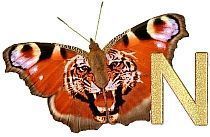 Tiger_Butterfly_N.jpg