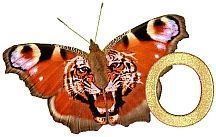 Tiger_Butterfly_O.jpg