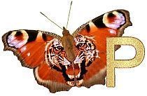 Tiger_Butterfly_P.jpg