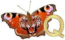 Tiger_Butterfly_Q.jpg