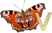 Tiger_Butterfly_V.jpg