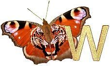 Tiger_Butterfly_W.jpg