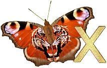 Tiger_Butterfly_X.jpg