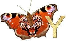 Tiger_Butterfly_Y.jpg