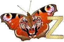 Tiger_Butterfly_Z.jpg