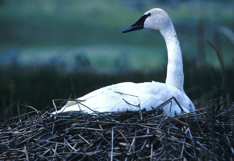 Trumpeter-Swan.jpg