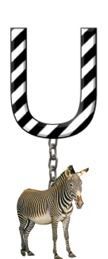 U-Zebra-Charm_ccnan.jpg