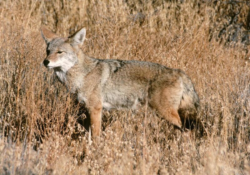 Urban20coyote.jpg