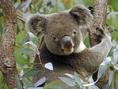 Ursuletul-koala_1.jpg