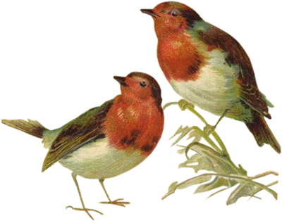 VICTORIAN_birds_1_quaddles_by_quaddles.png