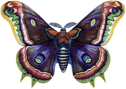 VICTORIAN_butterfly_3_quaddles_by_quaddles.png