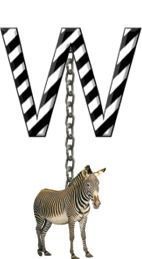 W-Zebra-Charm_ccnan.jpg
