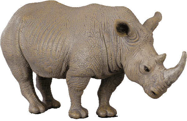 White-Rhinoceros.gif