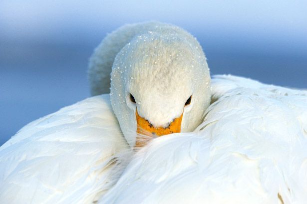 Whooper-Swan-Pictures.jpg