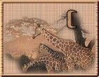 WildLifeGiraffesC-UC.jpg