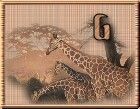 WildLifeGiraffesG-UC.jpg