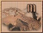 WildLifeGiraffesM-UC.jpg