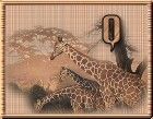 WildLifeGiraffesQ-UC.jpg