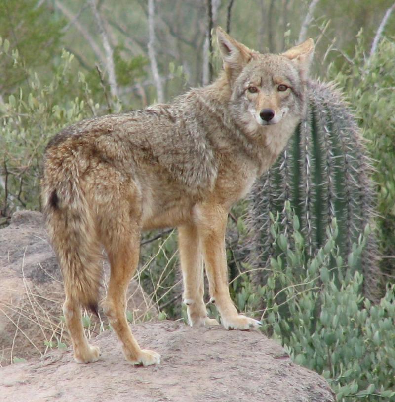 Z-JoshMore-coyote.jpg