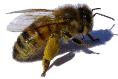 abeille-1.gif