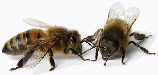 abeille-119.gif