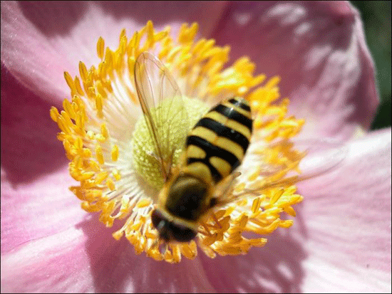 abeille-122.gif