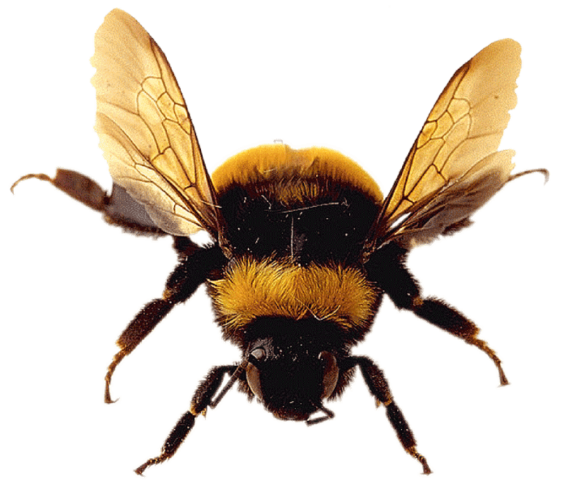 abeille-1223323243954954898.png