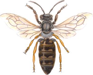 abeille-52.gif