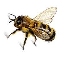 abeille-53.gif