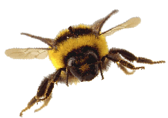 abeille-59.gif