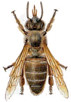 abeille-66.gif