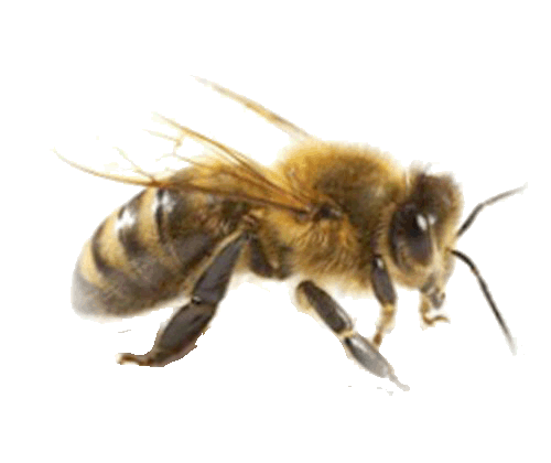 abeille-75.gif