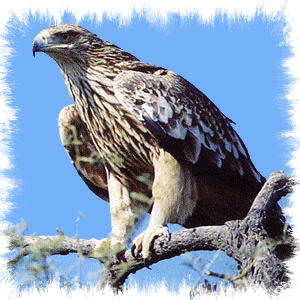 aigle-38.gif