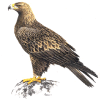 aigle-47.gif