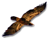 aigle-55.gif