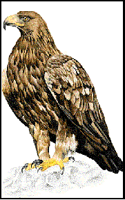 aigle-60.gif