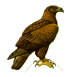 aigle-71.gif