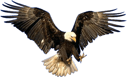 aigle-72.gif