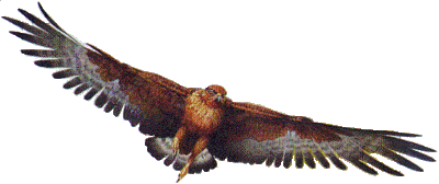 aigle-76.gif