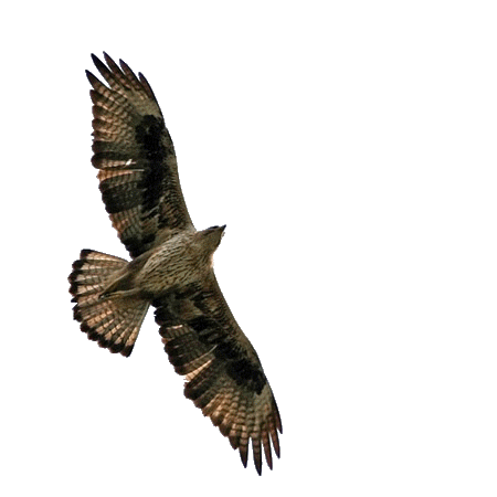 aigle-91.gif