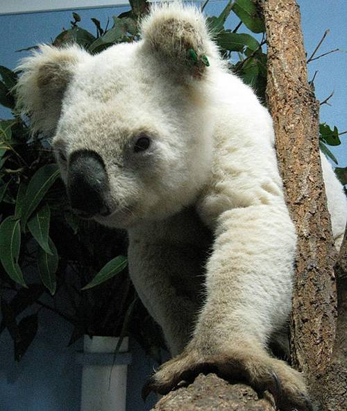 albino_koala_bear_3sfw.jpg