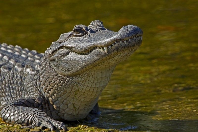 alligator-ding-darling-michael-dougherty.jpg