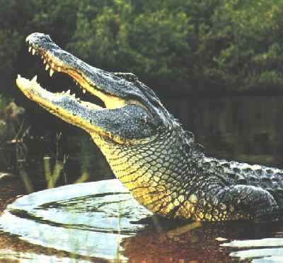 alligator00.jpg