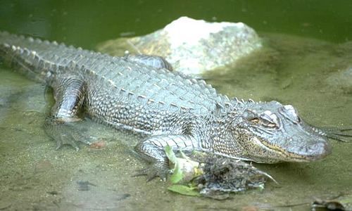 alligator1.jpg