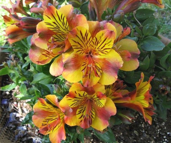 alstroemeria.jpg