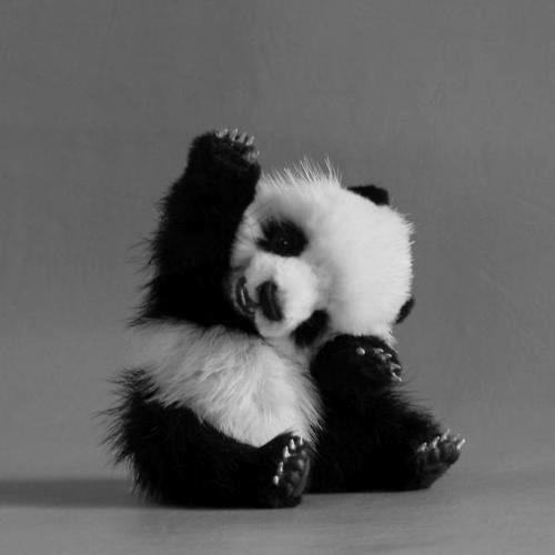 amazing-animal-animals-baby-panda-Favim_com-685948.jpg