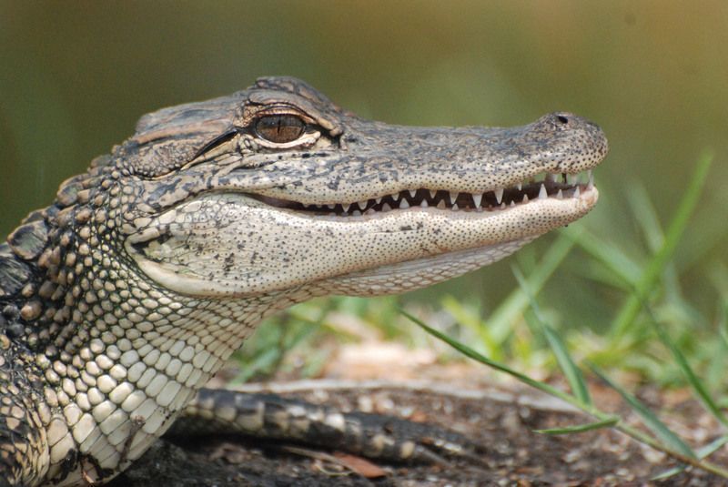 american-alligator9.jpg