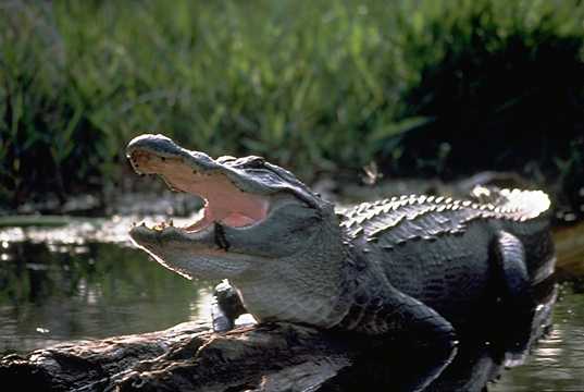 american_alligator09.jpg