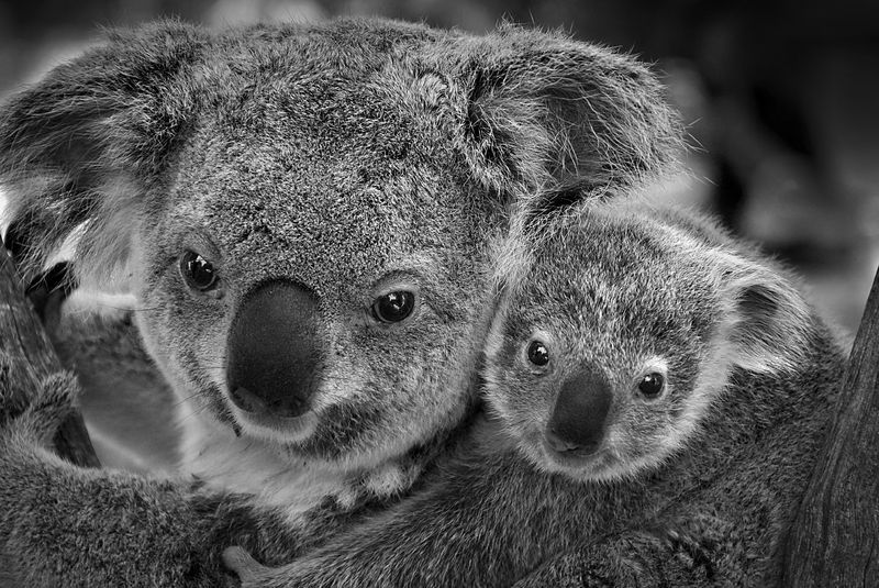 ana-martinez-cordoba-koala-y-cria.jpg